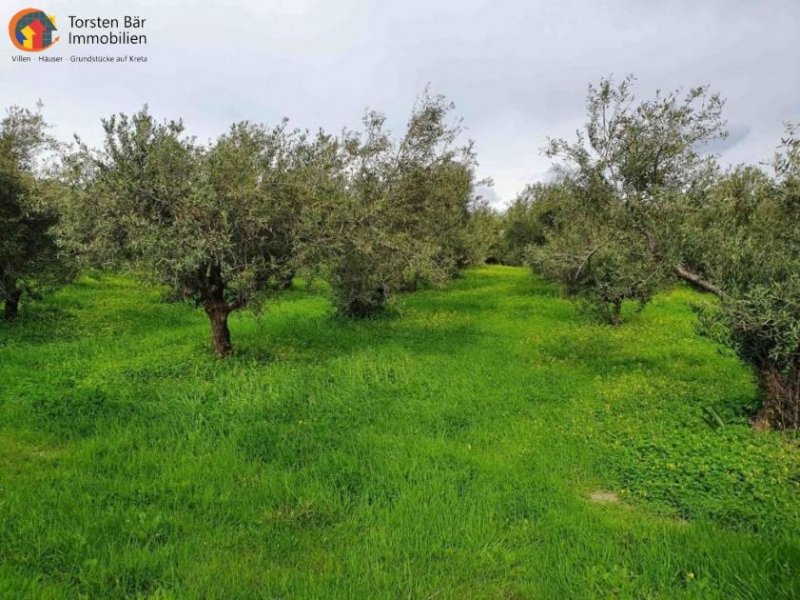 Agia Galini Kreta, Ag. Galini Olivenhain 130.000 m². Grundstück kaufen